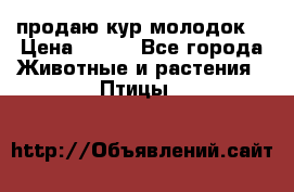 продаю кур молодок. › Цена ­ 320 - Все города Животные и растения » Птицы   
